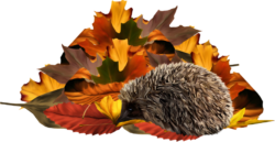 Autumn hedgehog