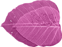 Bodhi Leaves