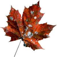 Red Maple Leaf