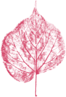 Skeletal leaves
