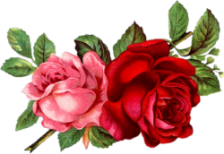 Vintage roses clipart