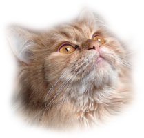 Persian cat