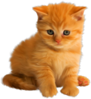 Red kitten