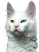 Angora cat