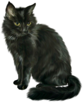 Black Cat