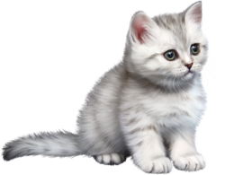 Kitten, animal