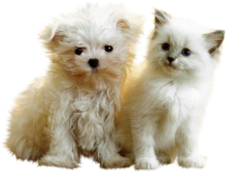 Cat and dog