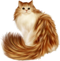 Fluffy cat