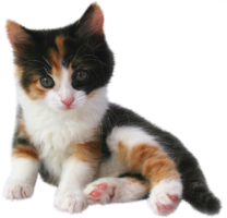 Tricolor Cat