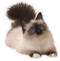 Animal cat