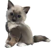 Blue – eyed cat