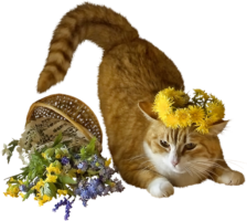 Cat with flowers