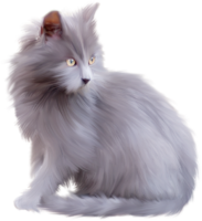 British Cat