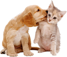 Cat and dog