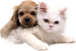 Cute cat and dog