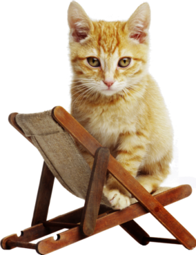 Cat on a chair