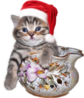 The cat in Santa’s hat