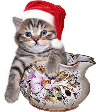 The cat in Santa’s hat