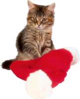 Christmas Cat