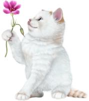 Kitten and flower