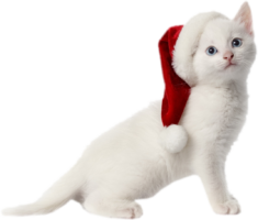 White kitten