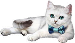 Kitten with a bow