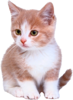 Kitty