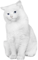 Fluffy cat