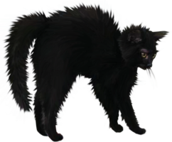 Black cat, animal