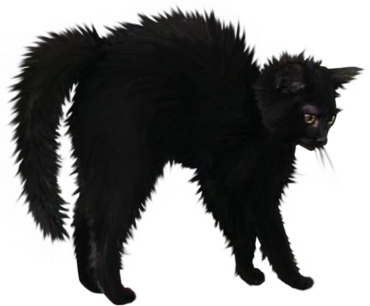 Black cat, animal