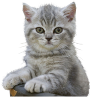British Cat