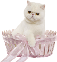 Exotic cat