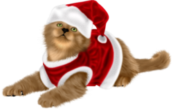 Cat and Christmas