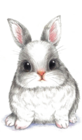 Rabbit drawing