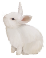 White Rabbit