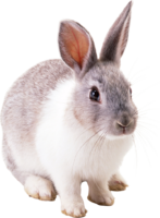 Rabbit, hare