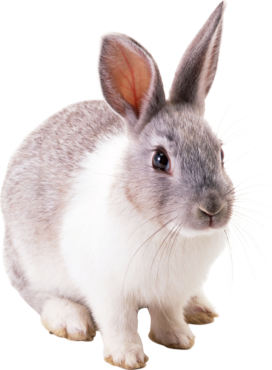 Rabbit, hare