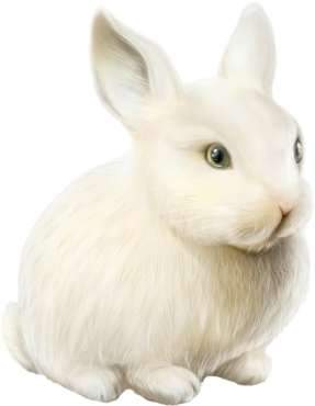 White rabbit sticker