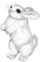 The rabbit jumps
