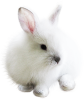 The rabbit jumps