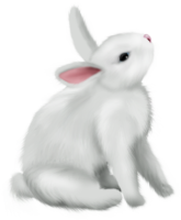Fluffy white rabbit