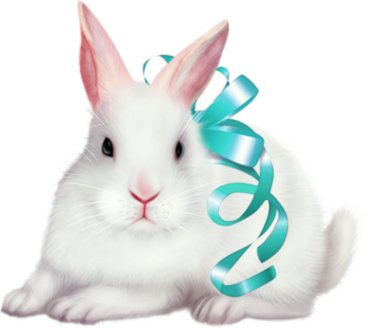 Fluffy bunny, animal