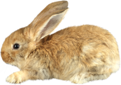 Little rabbit
