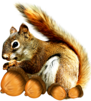 A postcard with a squirrel