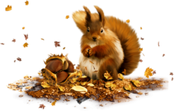 Autumn, squirrel