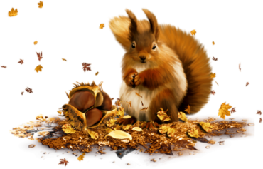 Autumn, squirrel