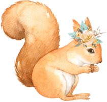Cute squirrel