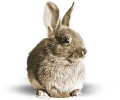 Grey Rabbit