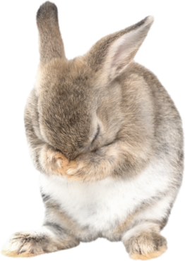 Grey rabbit, hare