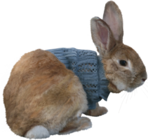 Pet Rabbit